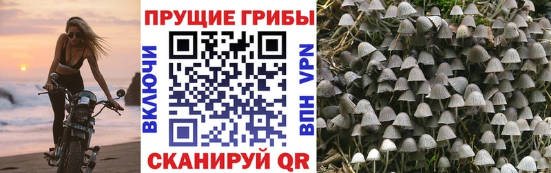 Галлюциногенные грибы ЛСД  Купить закладки  Куртамыш 